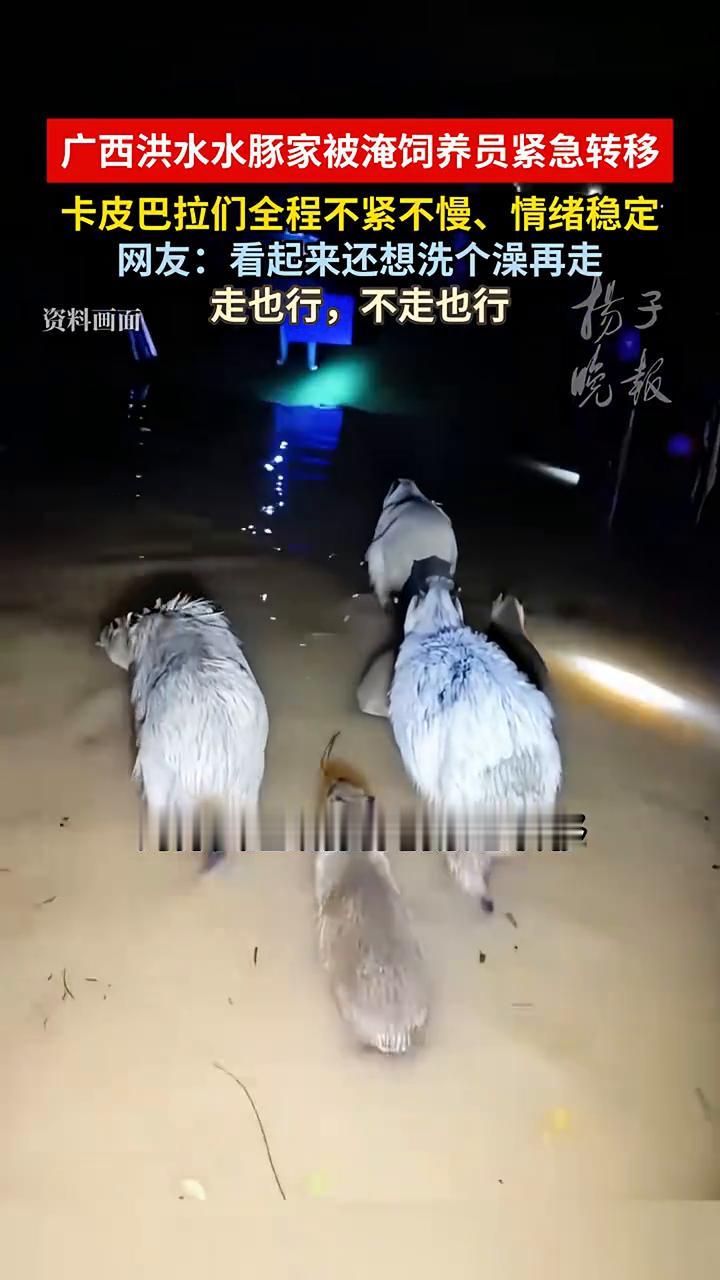 近日受台风影响，广西南宁园博园萌宠乐园水豚的家被淹，饲养员组织豚豚紧急转移，而水