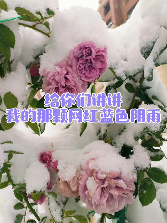 给大家看看我的网红蓝色阴雨，5年多的变化