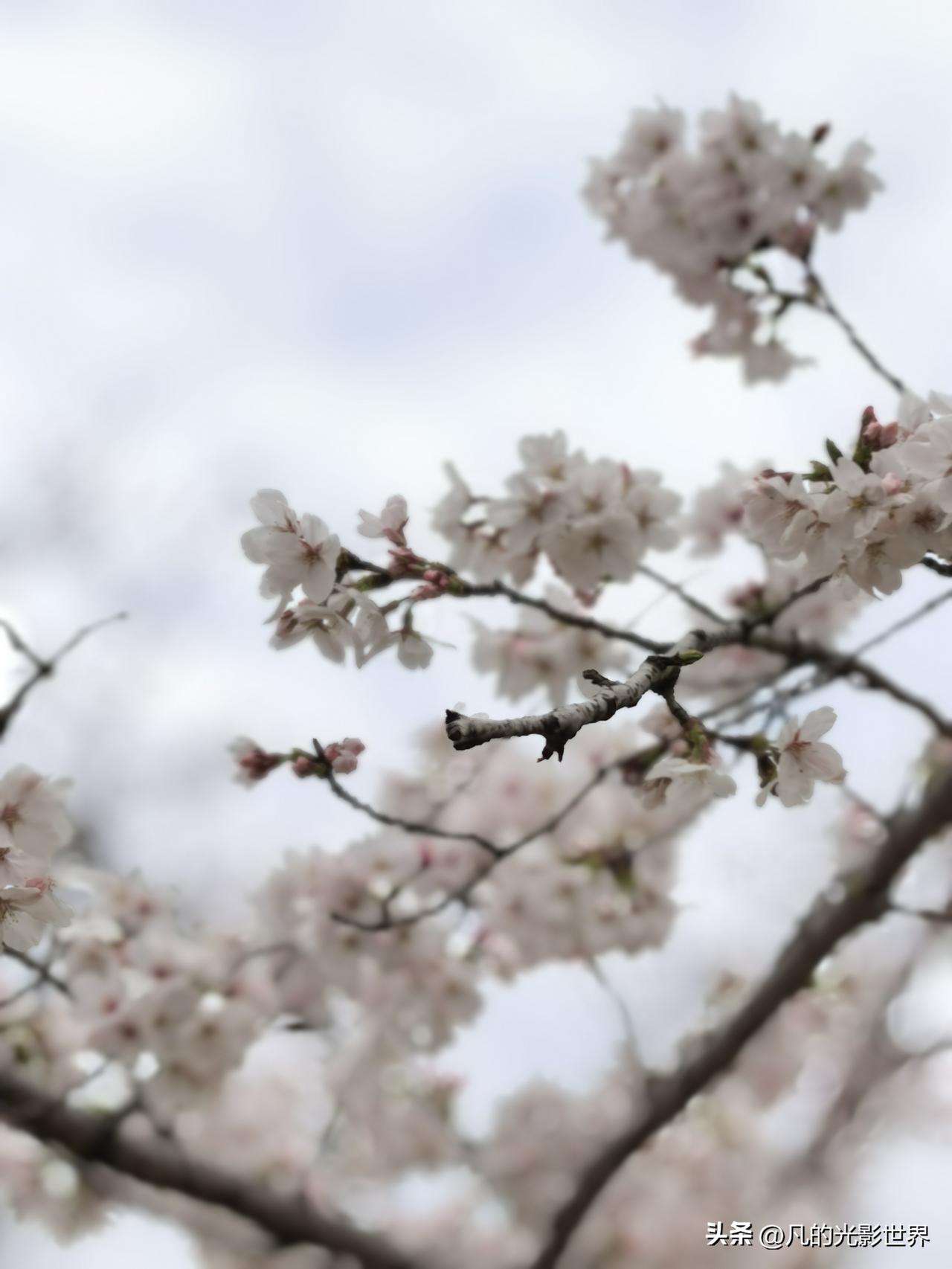 错过了鼋头渚，金匮公园的樱花，但扬州的樱花正好盛开。最近一天到晚追着樱花跑，忙得