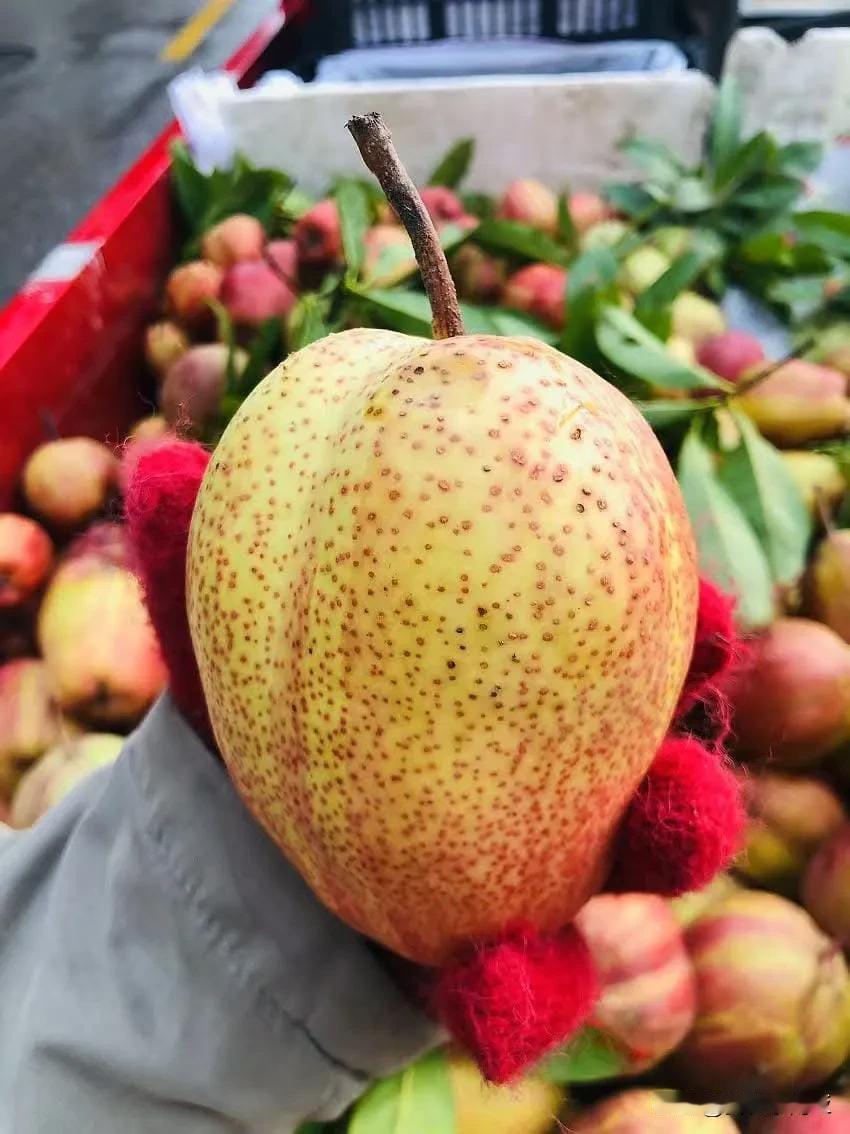 好吃又多汁,不明白為什麼叫烏龍梨！