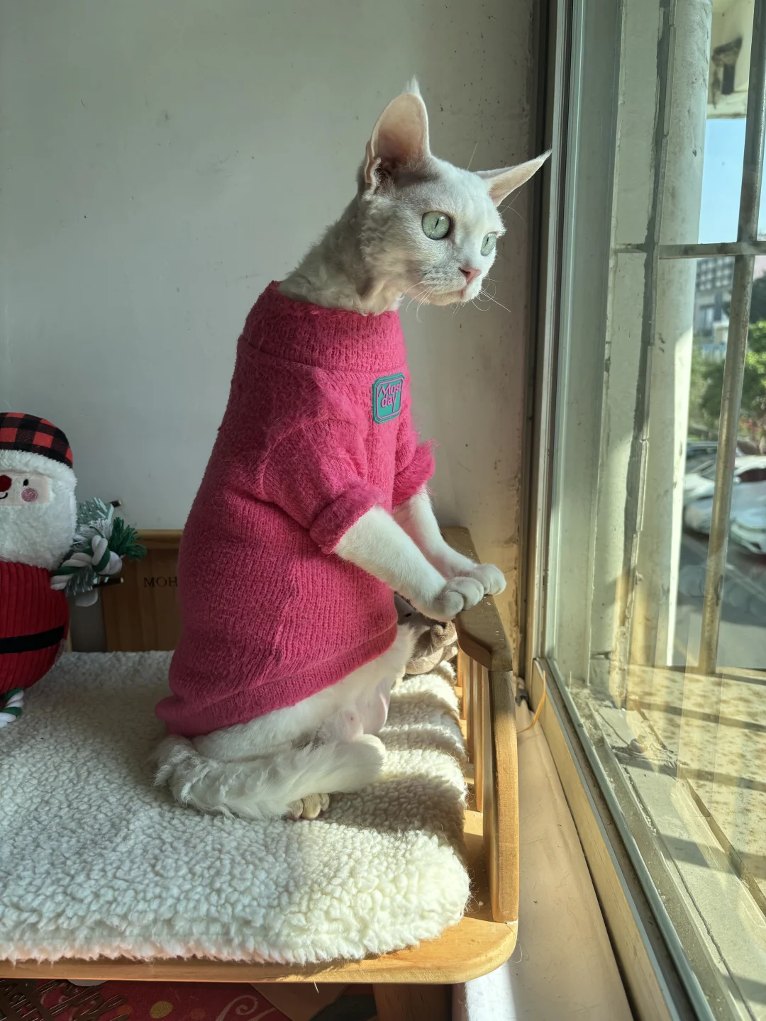 发现新物种：狐獴猫
