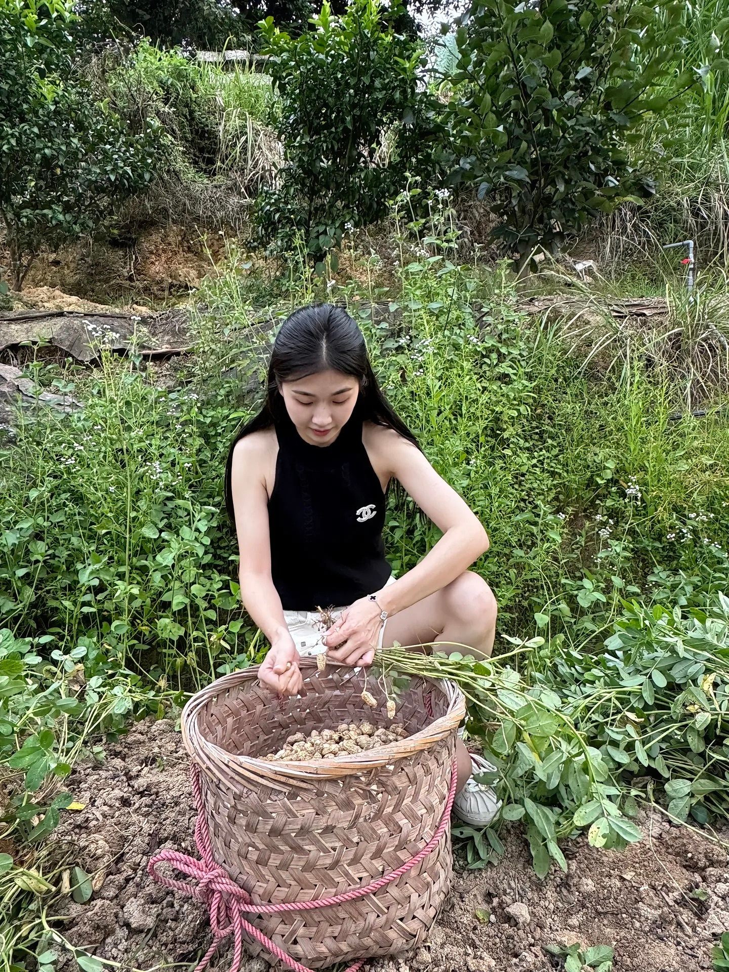 假如生活欺骗了你 那就回来薅花生 起码花生不会欺骗你一亩就是一亩不会是三分 