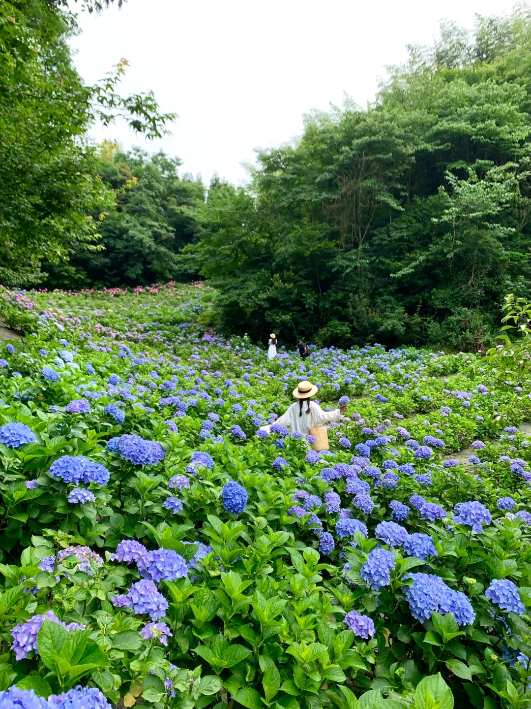 这是接下来几个月的成都，真的真的好浪漫💐