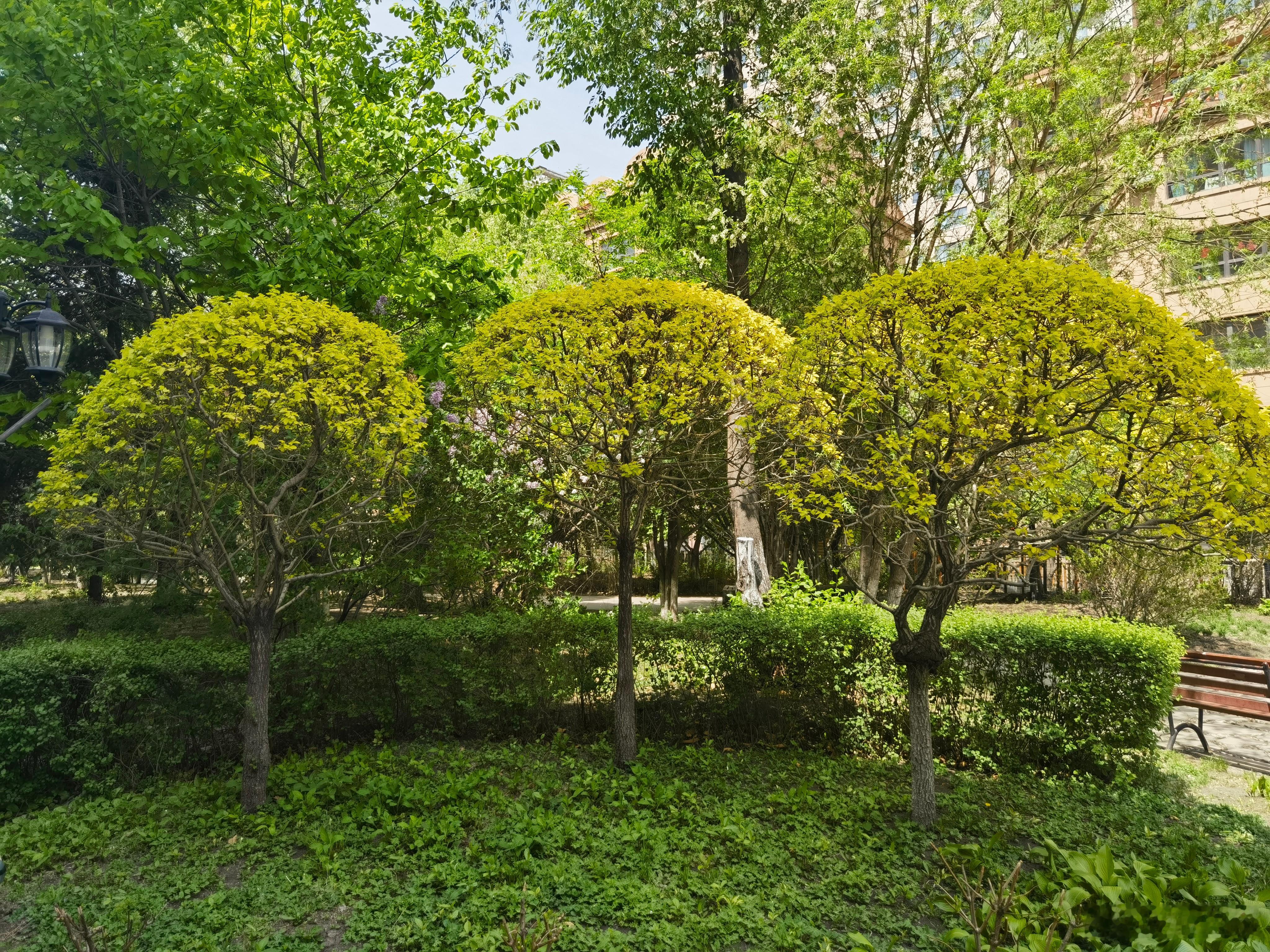 科普 【这种天气最容易出现过敏性鼻炎】暴雨看似洗净空气，实则暗藏“呼吸危机”。高