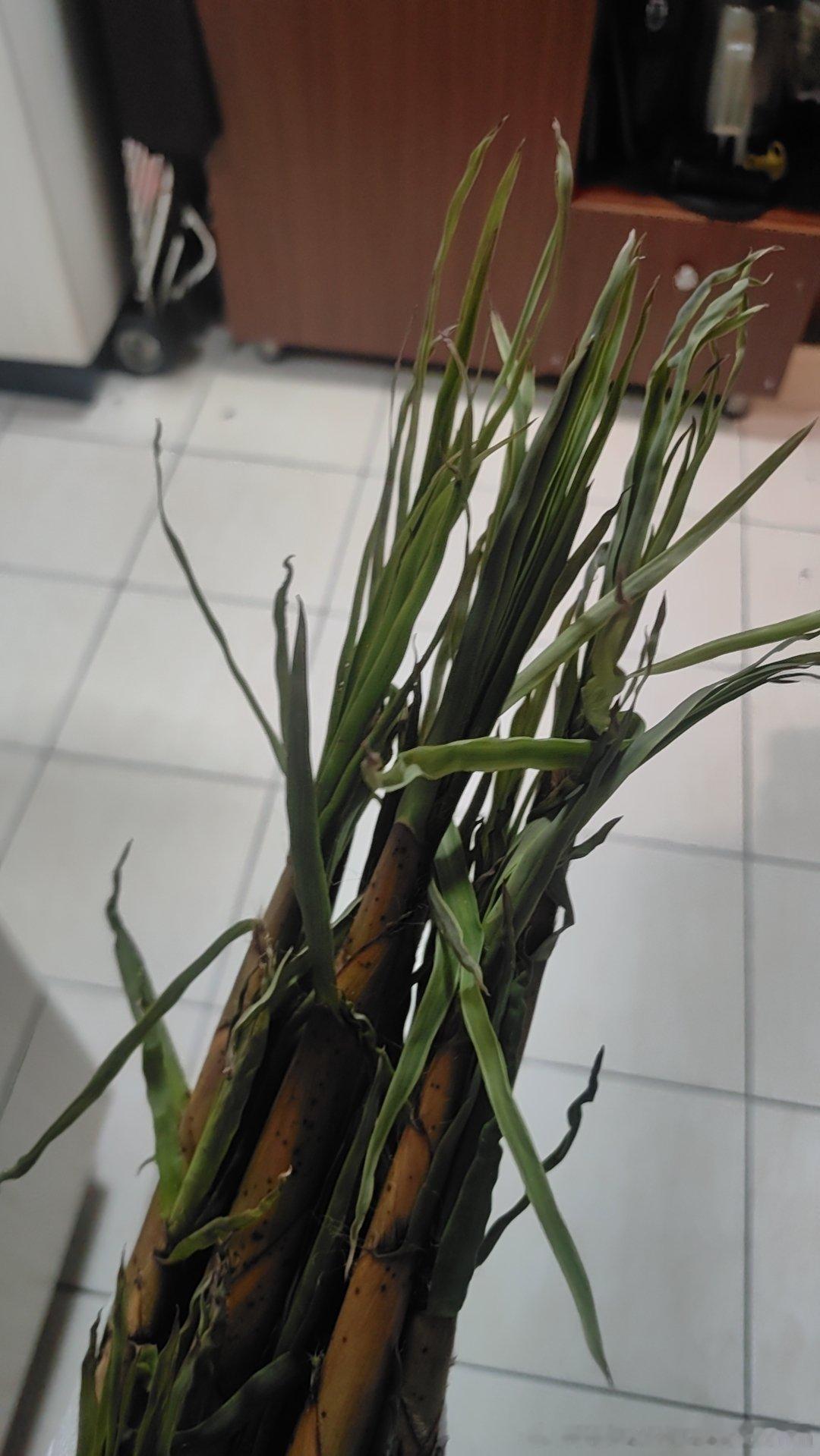 老家带下来的笋头都大了 这该怎么煮？ 