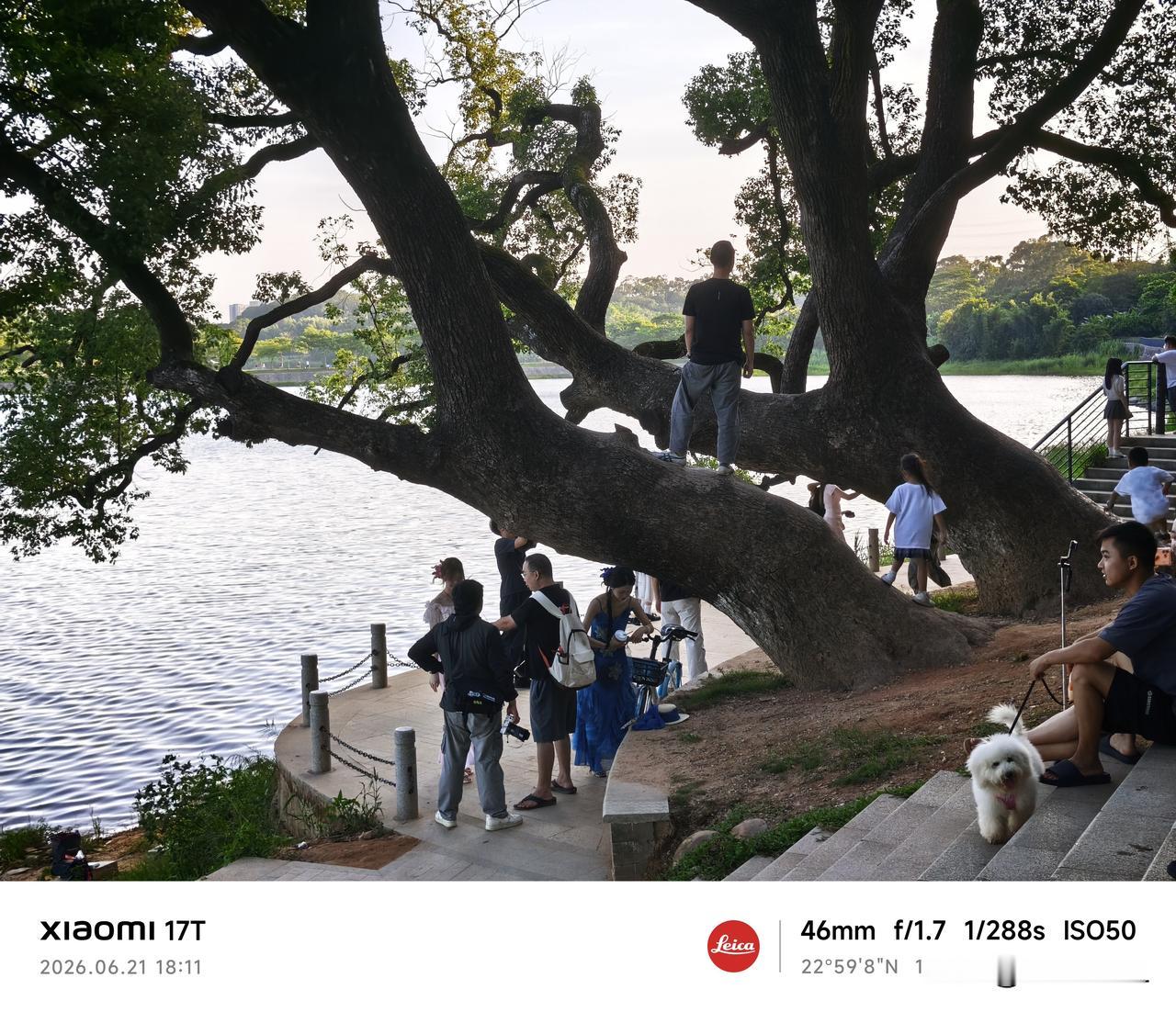 夏日生活，打卡东莞同沙湖城市公园，网红“歪脖子香樟树”。湖边的古樟树，高大挺拔，