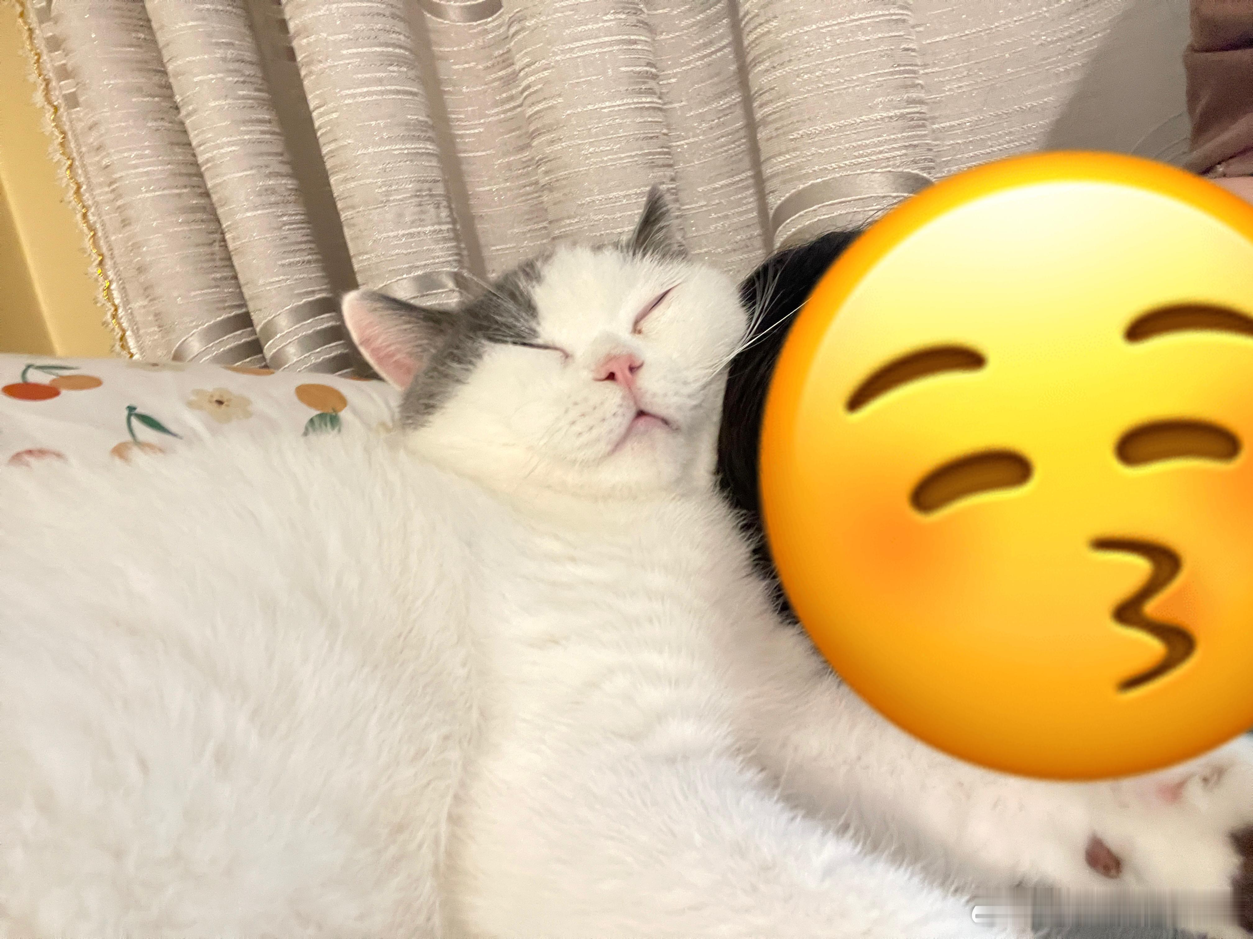 家人们，这种情况怎么办，还能动吗？小豚靠在我脑袋上睡着了。我本来只是躺在它附近刷