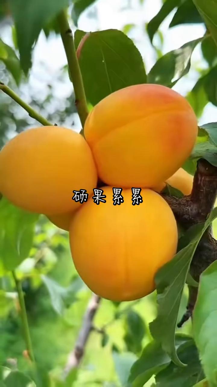 硕果累累。