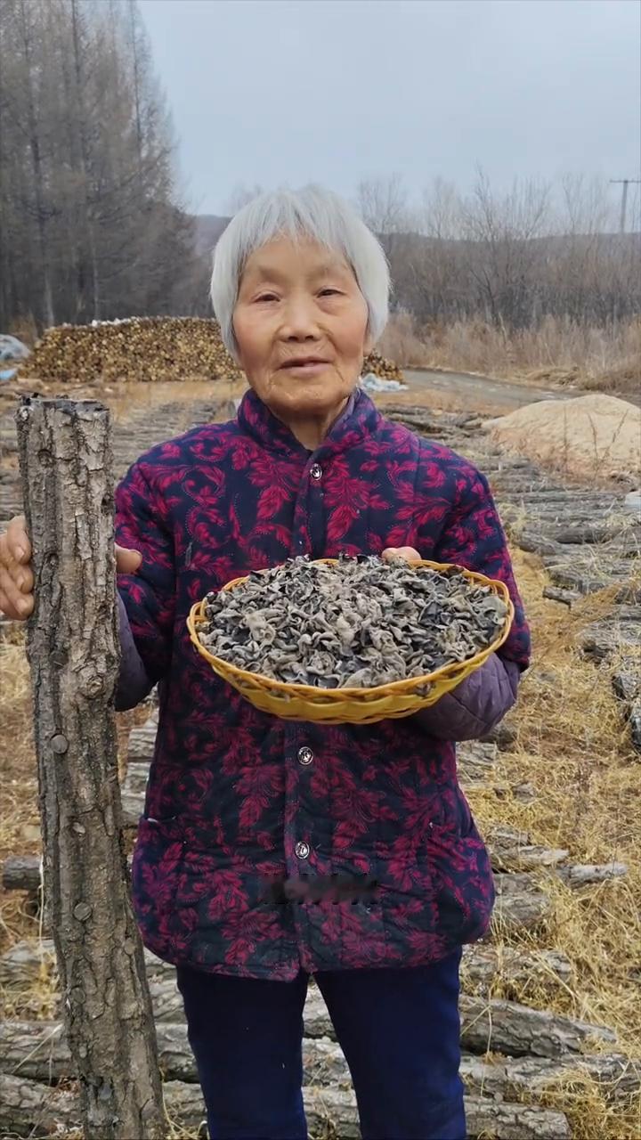 黑龙江原始大森林柞木椴上生长的秋木耳仅次于野生。
我家是小兴安岭的主脉原始大森林