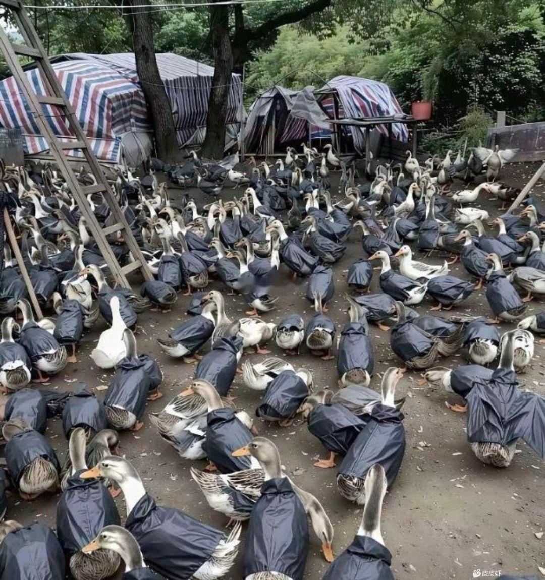 为什么要给他们穿雨衣？