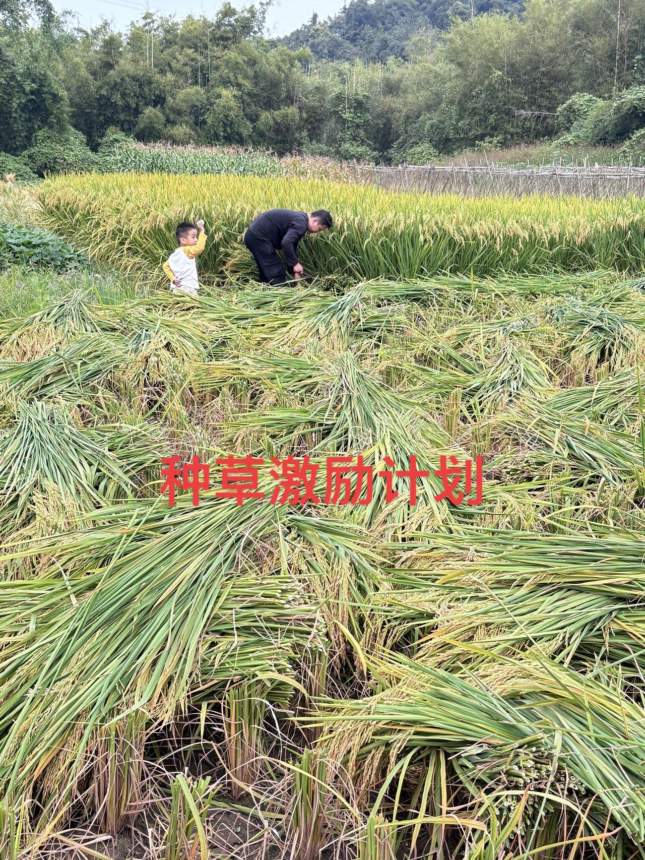 做抖音太难了😭种草激励计划 割稻谷 粒粒皆辛苦
