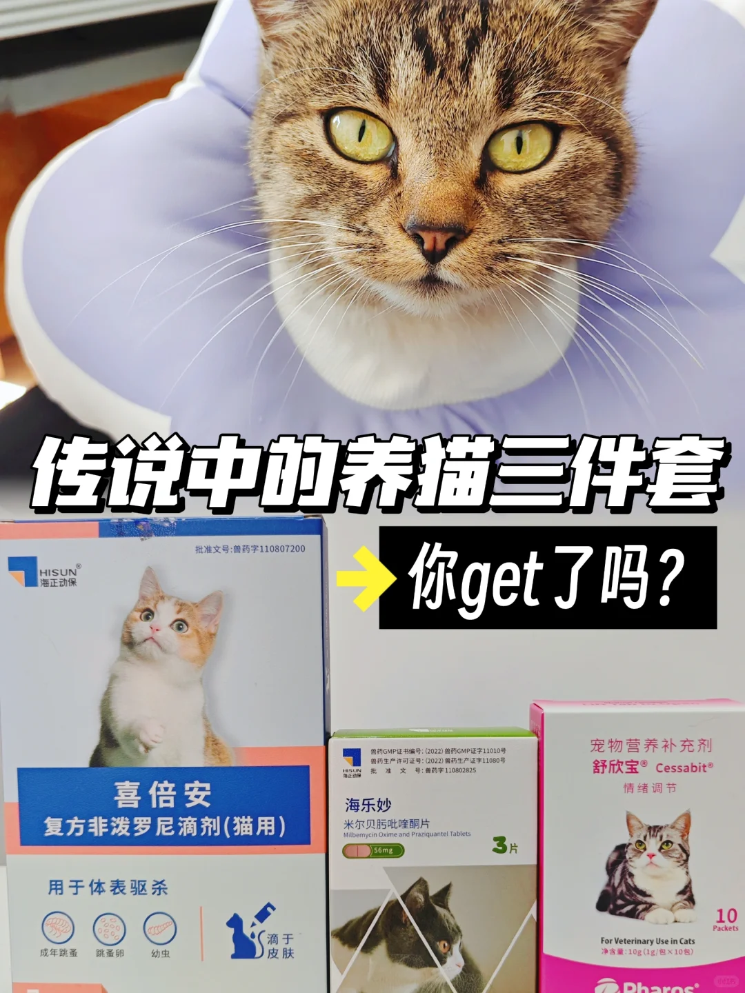 传说中的新手养猫三件套，你get了吗？