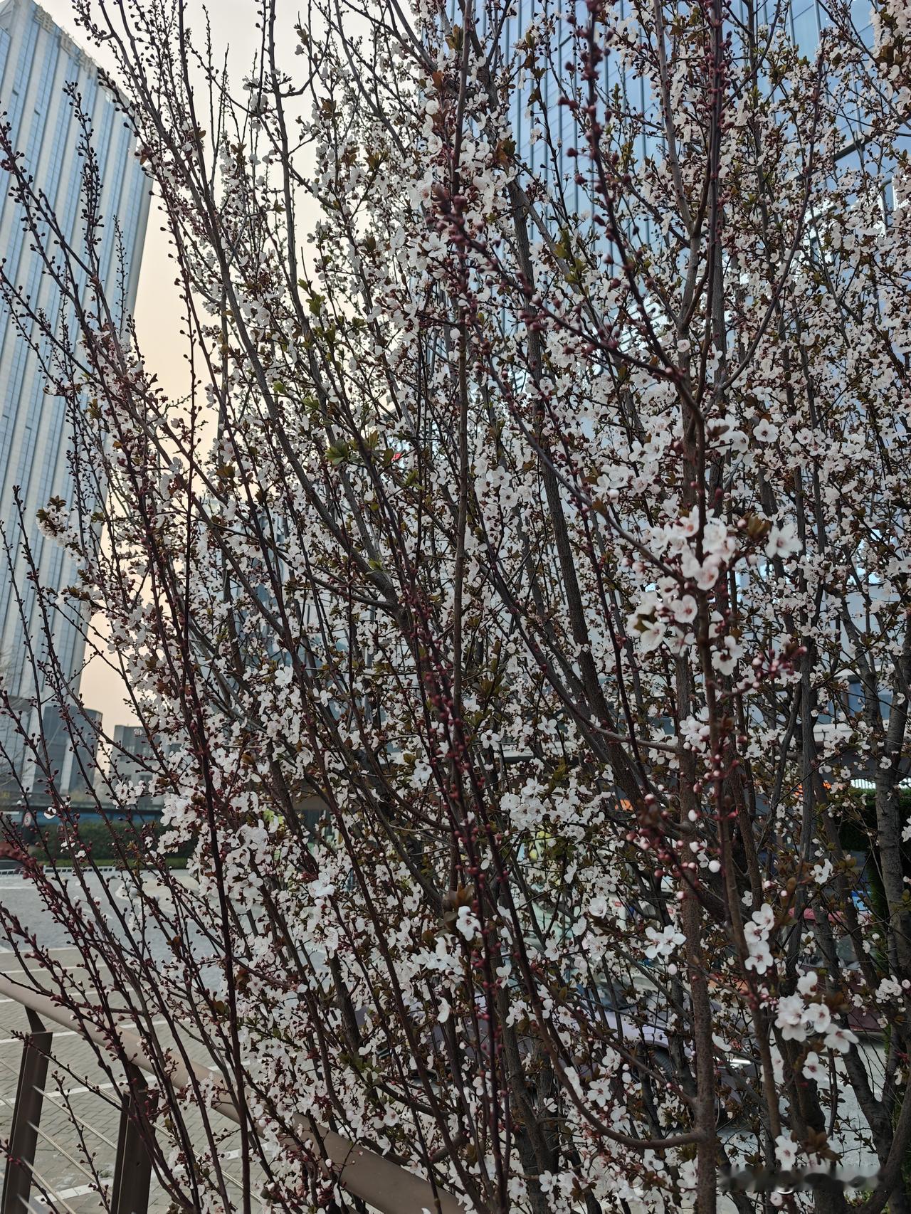 春天悄无声息地来了，也不知道这是什么花