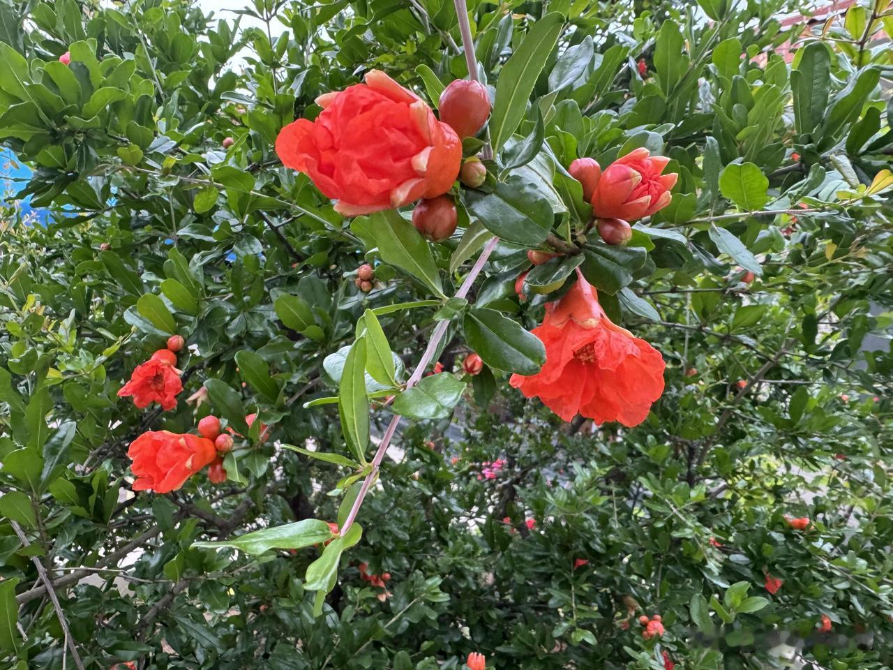 5月的榴花，9月的枫，祖国大地一片红。
现在我的小院里红的彤彤彤。
树上的石榴花