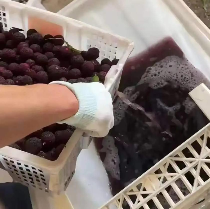 黑心商贩在“药水杨梅”事件里说过一句让人听着很别扭的话：“你曝光我，比我害人还严