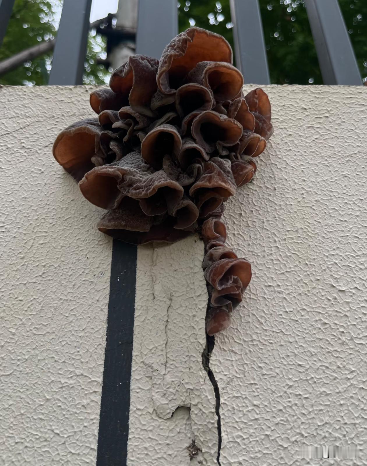 墙上长木耳了能吃吗？