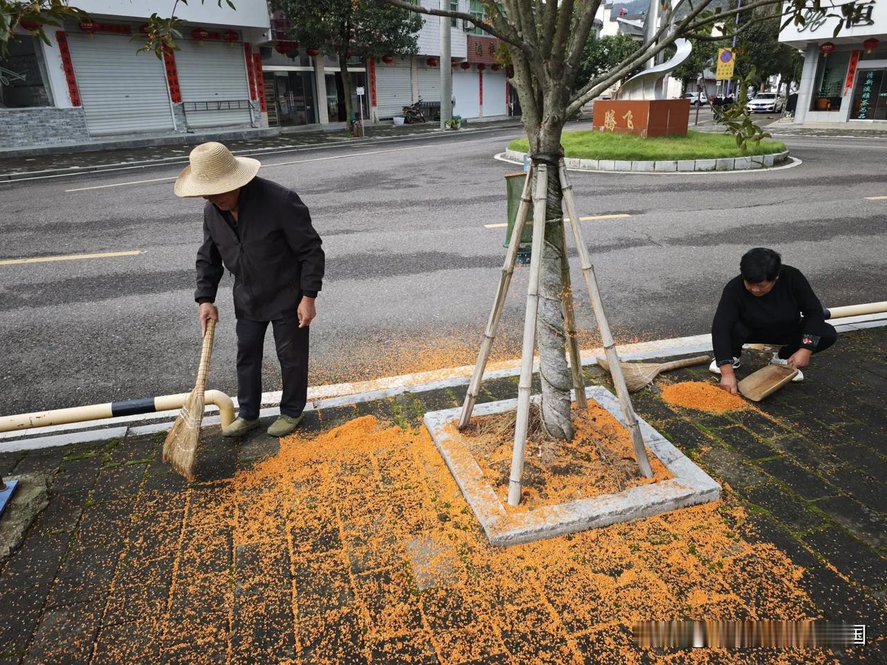 信息差无处不在！
在我们山区，家家户户都种桂花，但是没多少知道桂花可以卖，刚从树