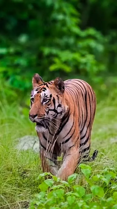 【塔多巴】拍摄于2025年8月14日，前天上午遇见罕见的雄虎t181...