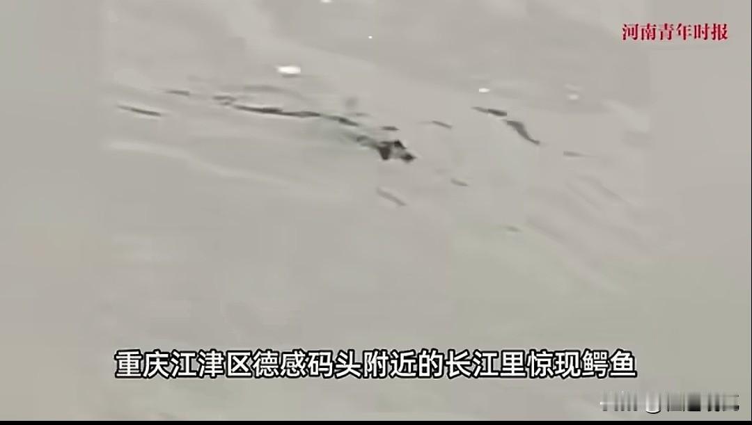 这肯定是有人故意使坏啊！
重庆长江里竟然冒出外来的鳄鱼，这事还真不能大意。
前段