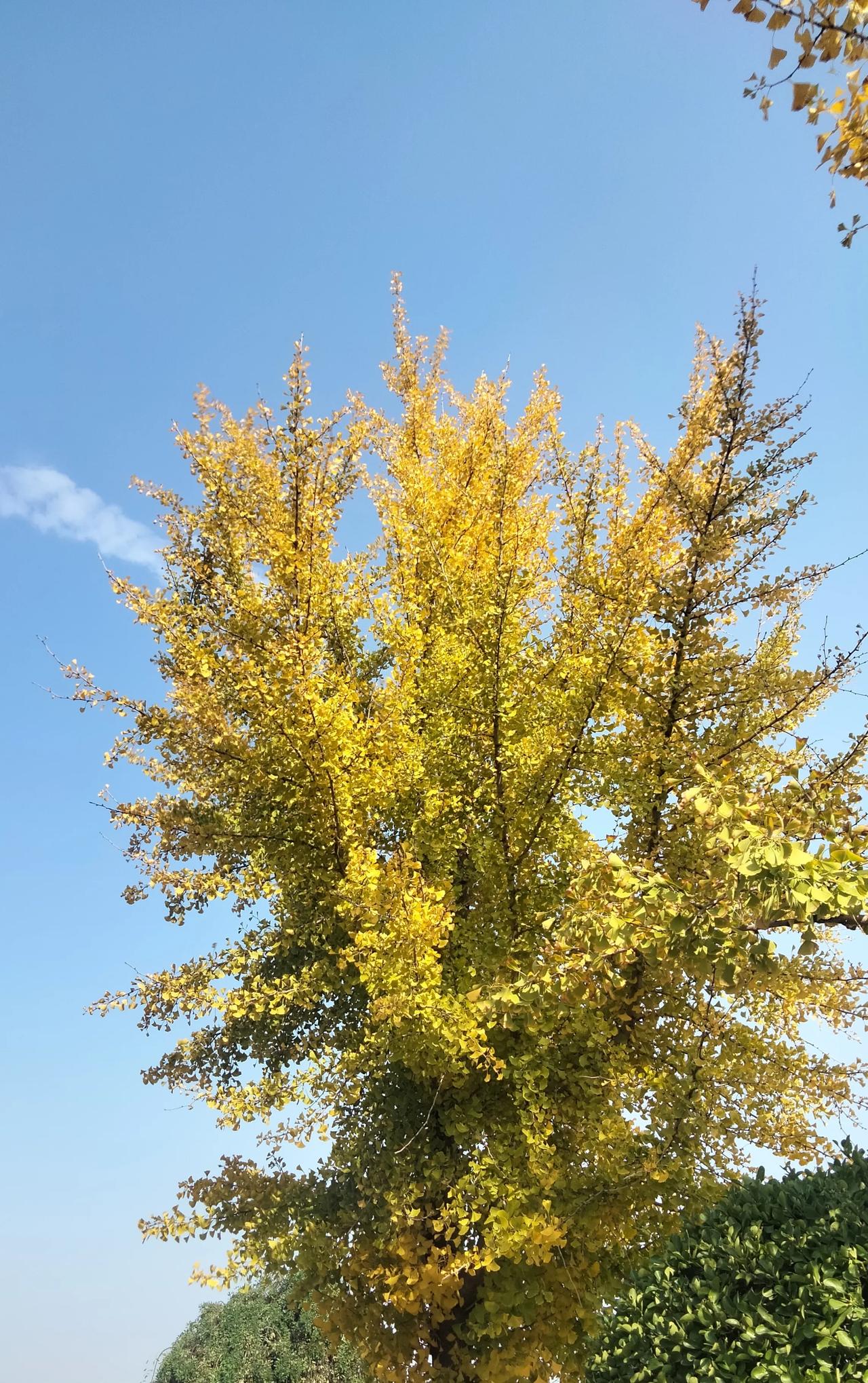 已是深秋，枯黄的银杏树叶似翩翩起舞的蝴蝶，从树上落下来。