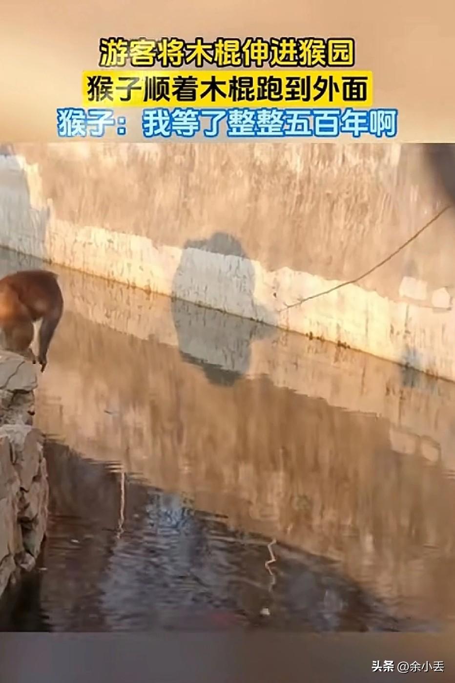 太离谱！游客伸木棍进猴园，猴子直接逃跑！
 
某景区猴园，一游客竟把长木棍伸进围