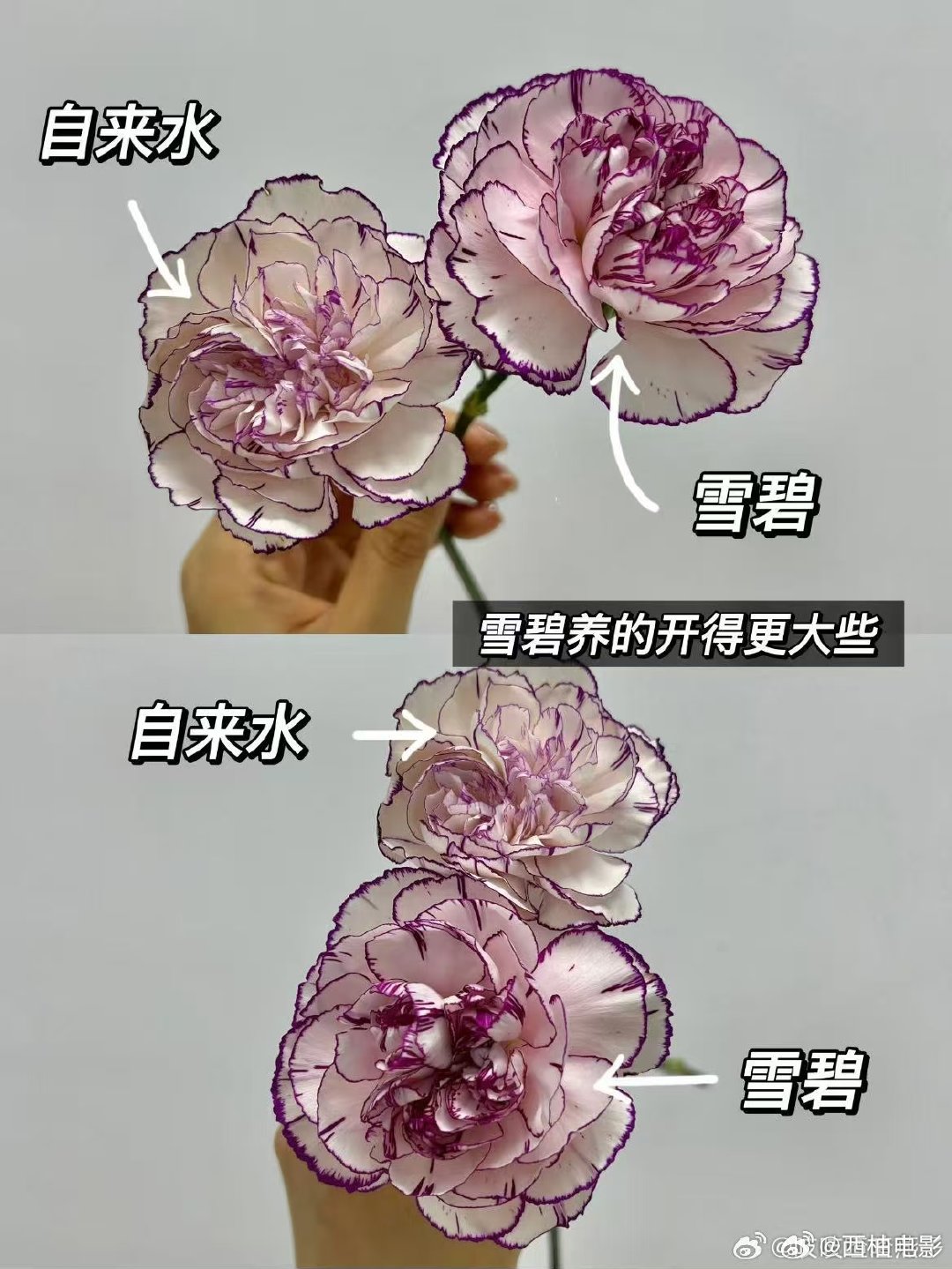 玫瑰花也爱喝汽水 原来可以用糖水养鲜花 花开中国 救命！才知道鲜花还能喝糖水！亲