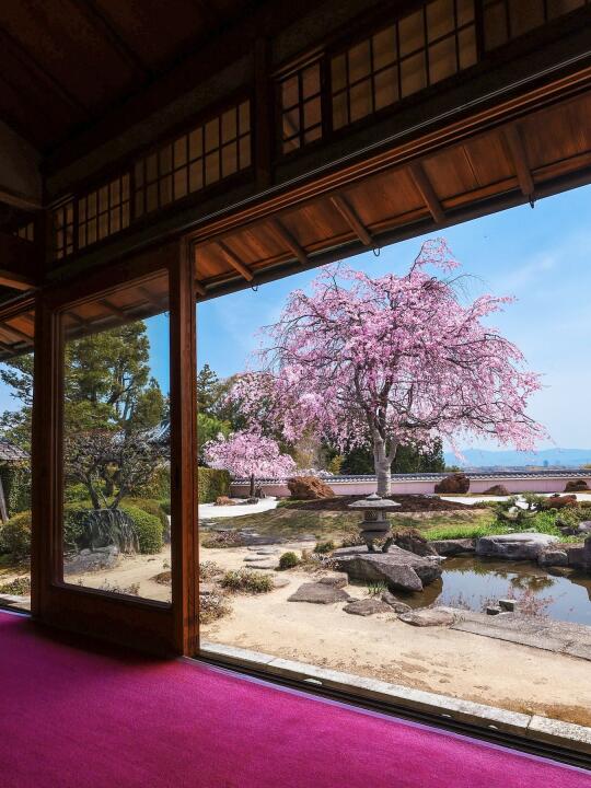 🇯🇵一定要去日本乡下寺庙!!回国疯狂想念