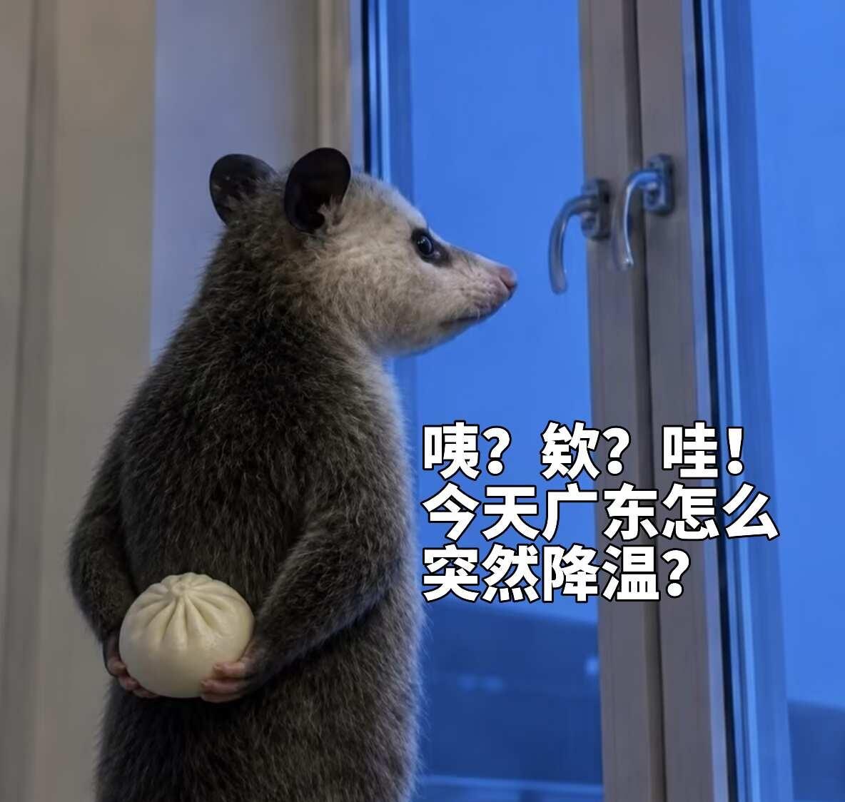 今天的广东好凉爽啊啊啊啊……
负鼠表情包 梗图 广东天气 广东天气癫的