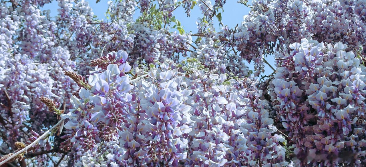 沉入春的波心。
风来时，
摇碎了满廊的叮咛，
那不是花瓣，是欲语还休的深情。