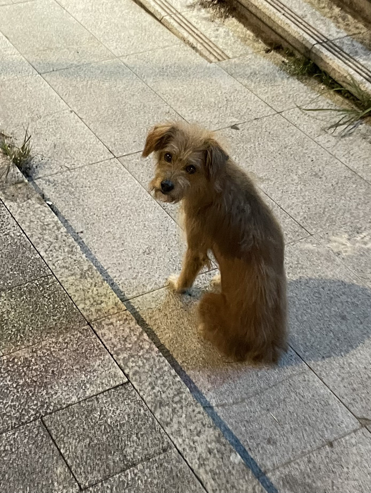 偶遇邻居家的老狗狗，12岁了 ​​​