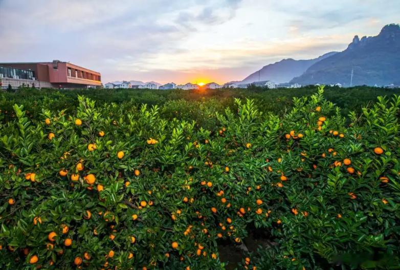 浙江这座千年古城又甜又猛4 月 10 日晚，黄岩区委书记走进浙大县域治理大讲堂，