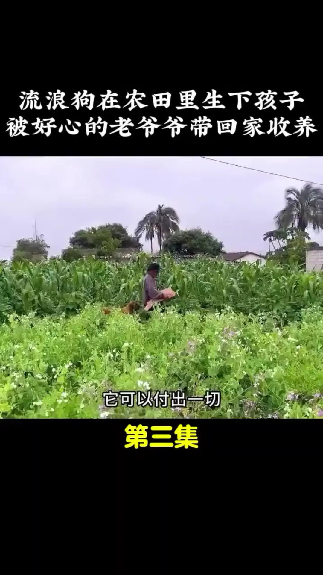 我的观影报告 内容启发搜索 动物世界