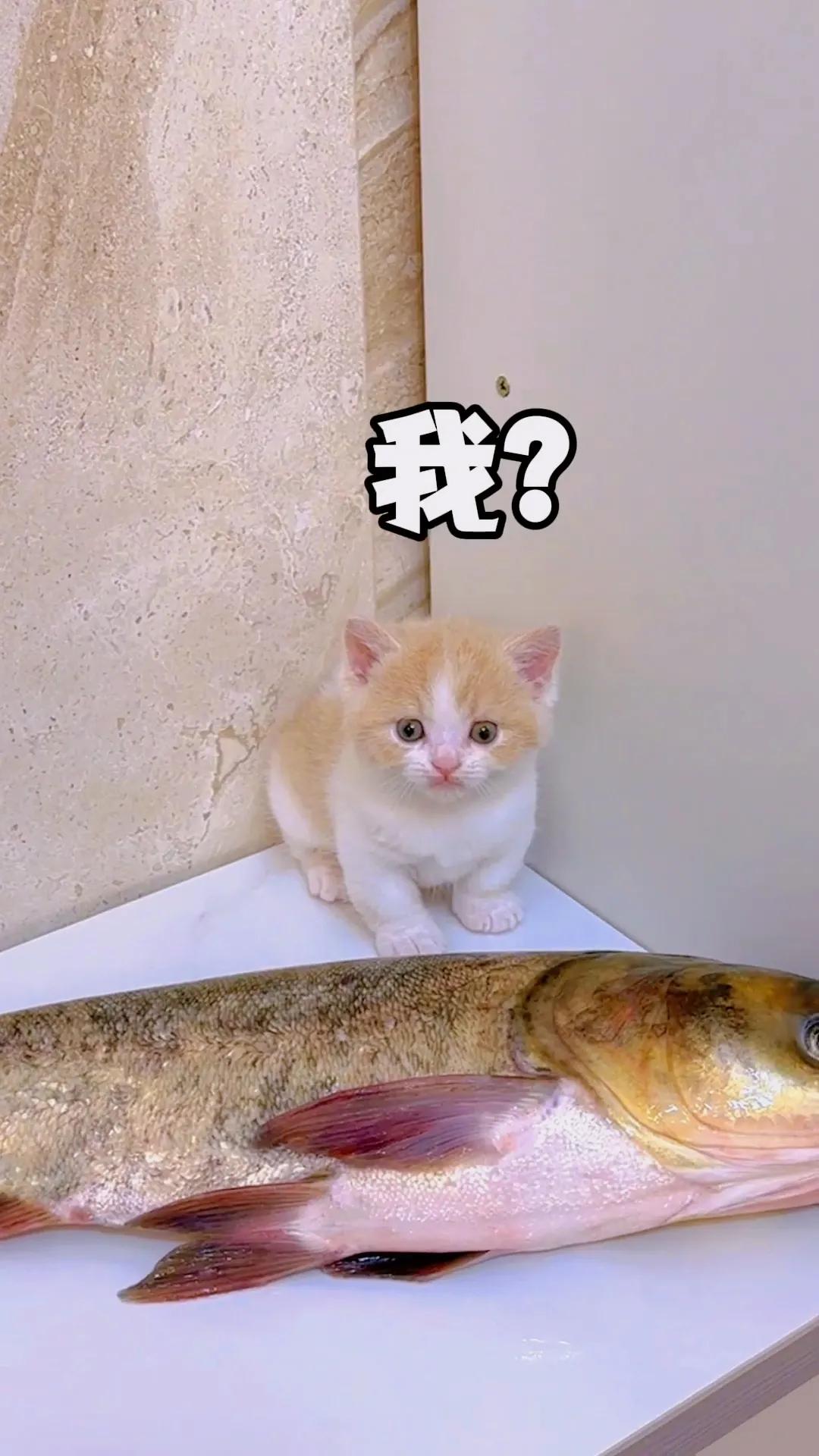 这对于小奶猫来说算恐怖片吗？

长大后为什么不吃鱼？
猫：小时候被鱼扇了，有阴影