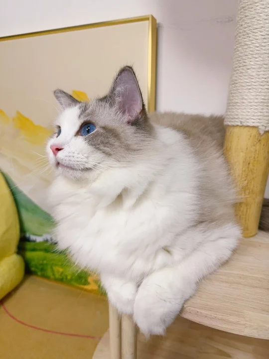谁家仙女猫猫的耳朵这么干净呀？