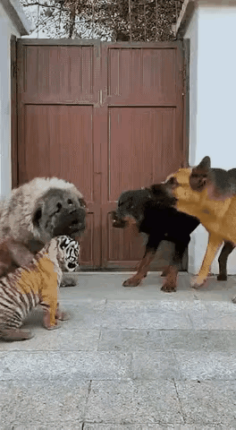 大佬出场，全场轰动！狗界名场面 黑帮大佬气场