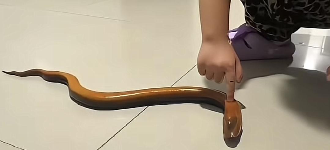 这难道就是传说中的驯兽宗圣女吗？要是放了小说里势必要被各大宗门抢着要。起因是一网