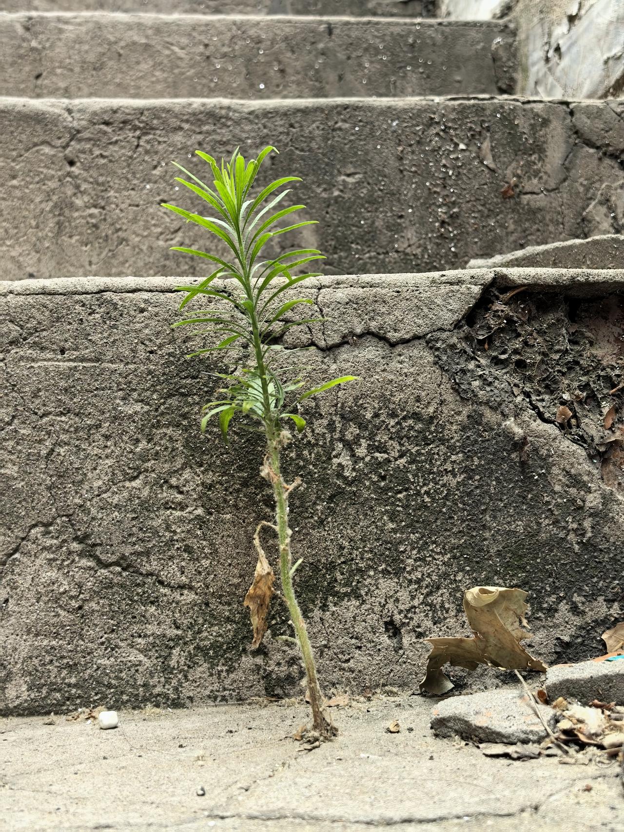 记蓬草寻泥
石缝栖身志未藏，
饮露餐霜砺青苍。
莫怨瘠寒天不眷，
一茎新绿染晨光