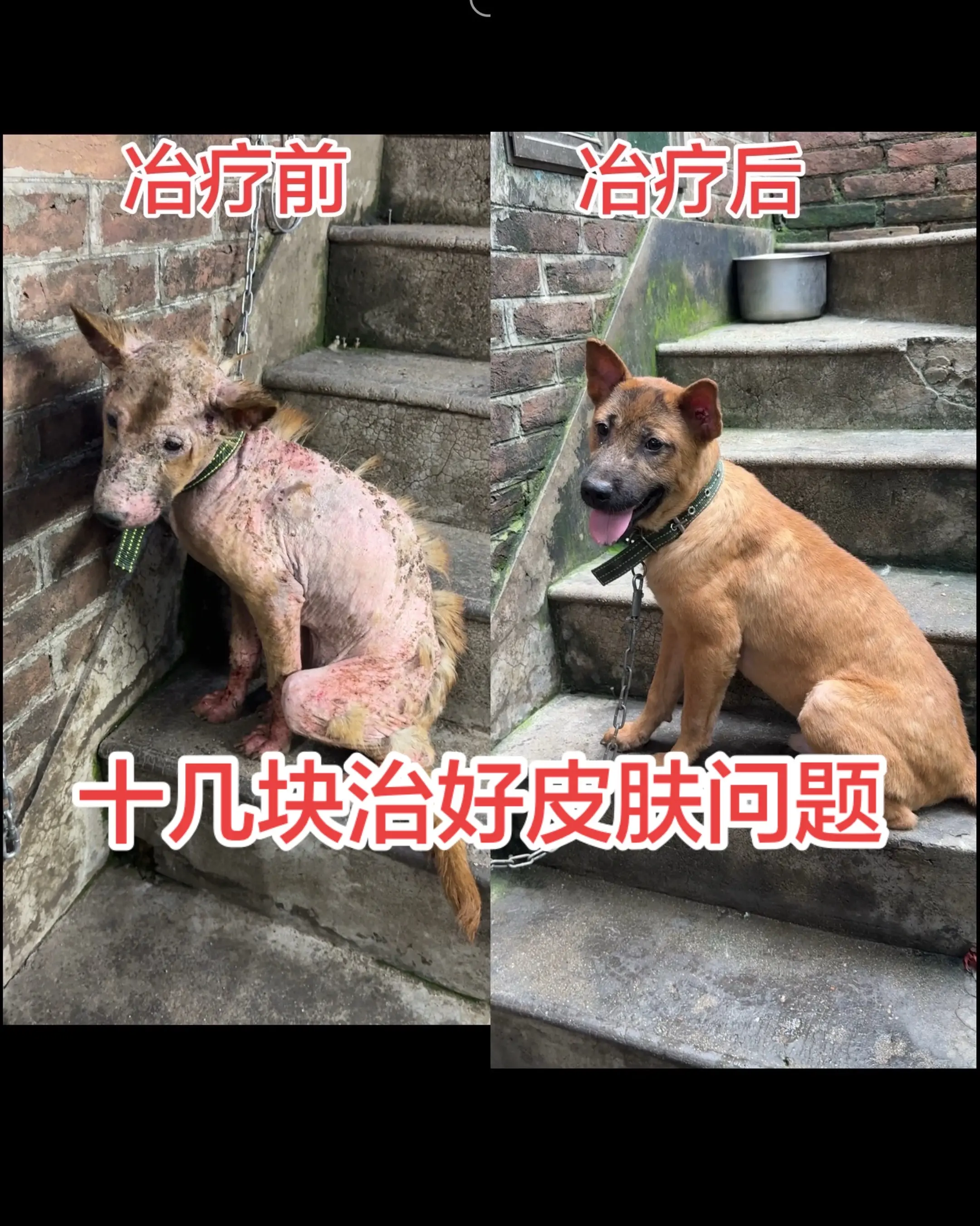大家别小瞧这十几块的小药片，关键时刻可以治好你家狗狗的皮肤问题，以上皮...