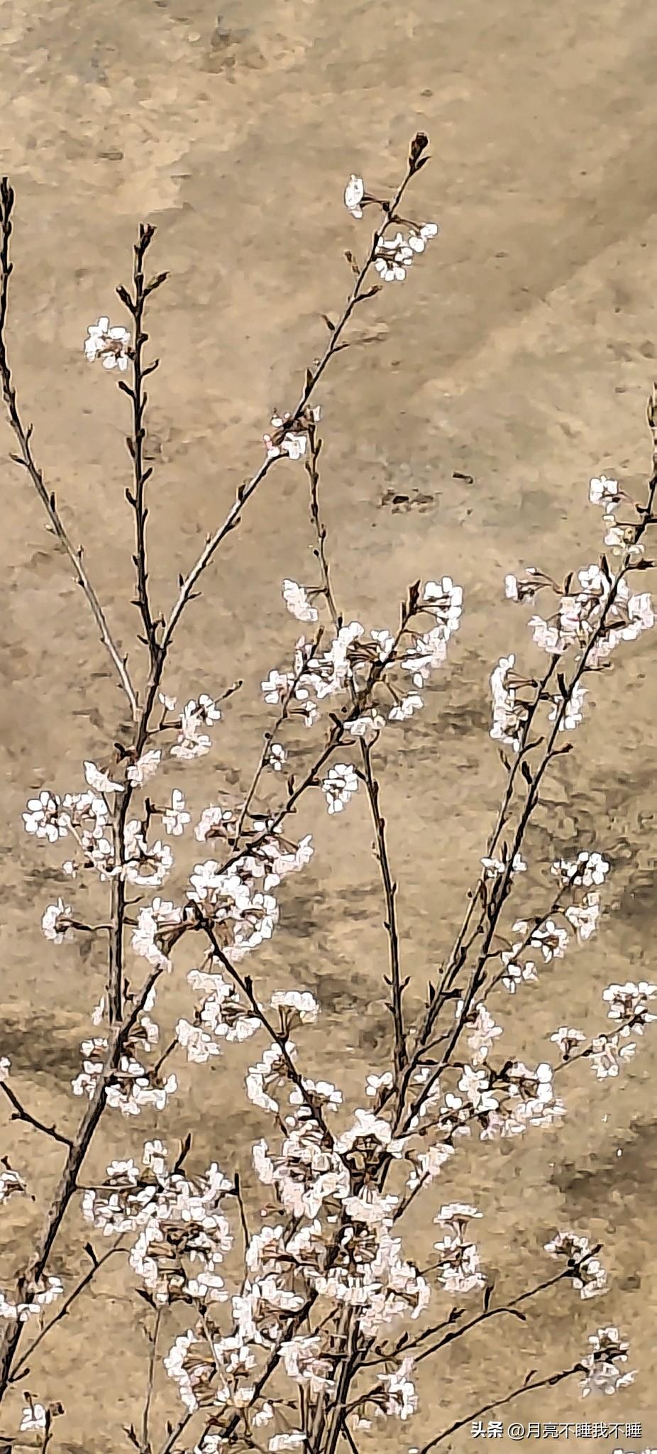 春日小记
 
抬头就撞见这枝细碎的白，像把星星揉碎了撒在枯褐的枝桠上。风一吹，花