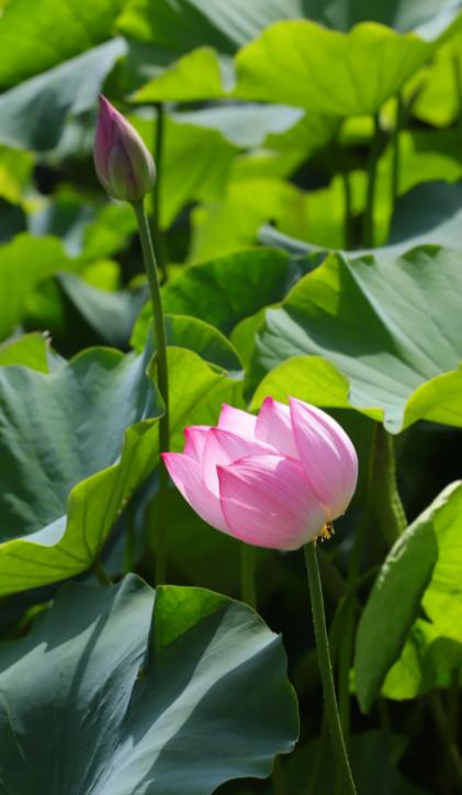 巴基斯坦海军亮新剑，印度洋暗流涌动
亲爱的朋友们大家好，我是海林小百科！今天我们