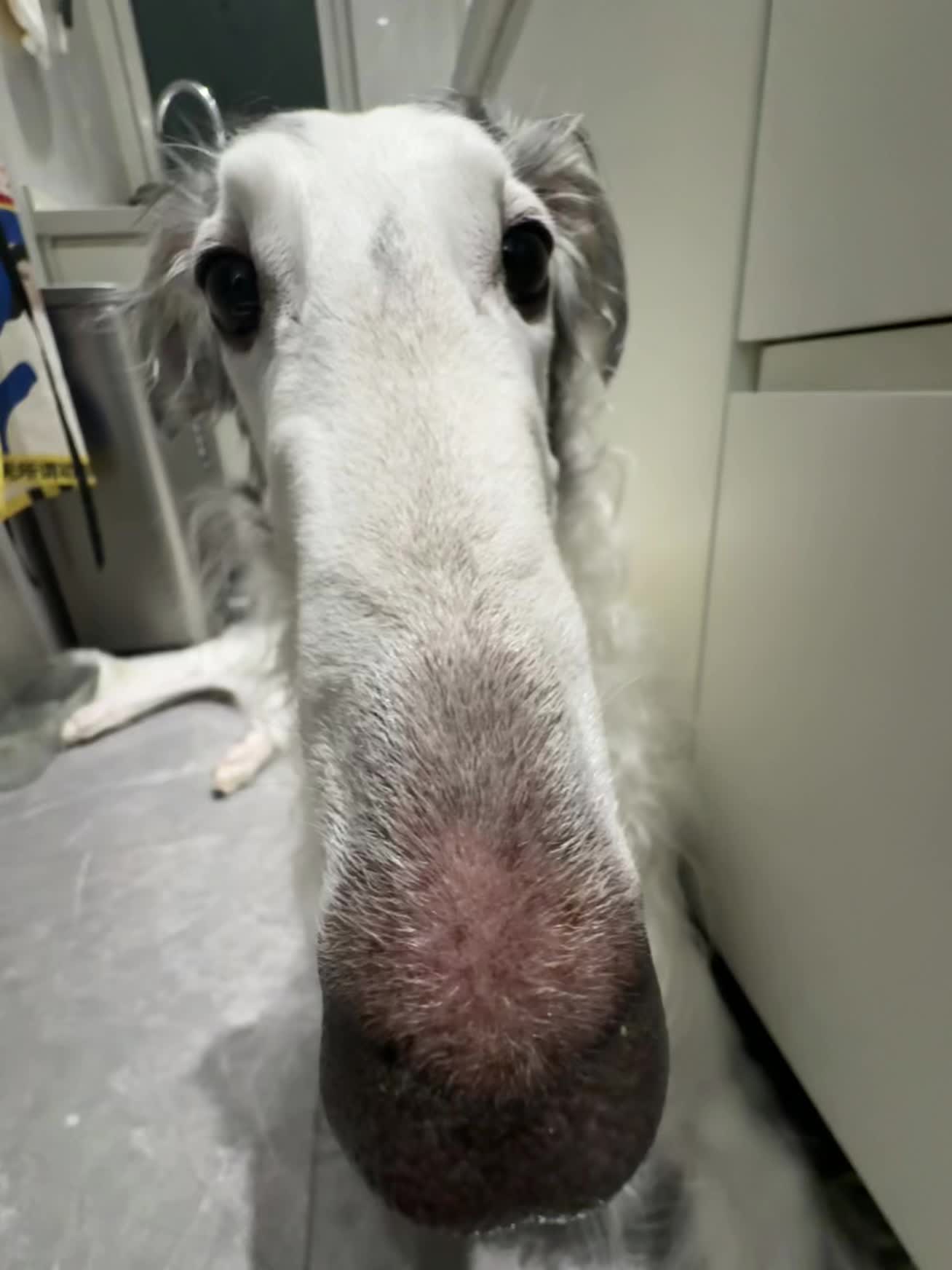 我是一只茶杯犬