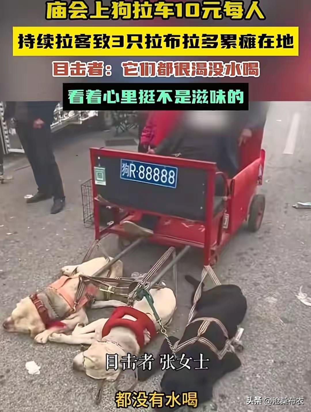 景区狗力车拉人三只金毛累到瘫倒在地！
河南某地庙会上，有人用3只金毛犬拉车载人挣