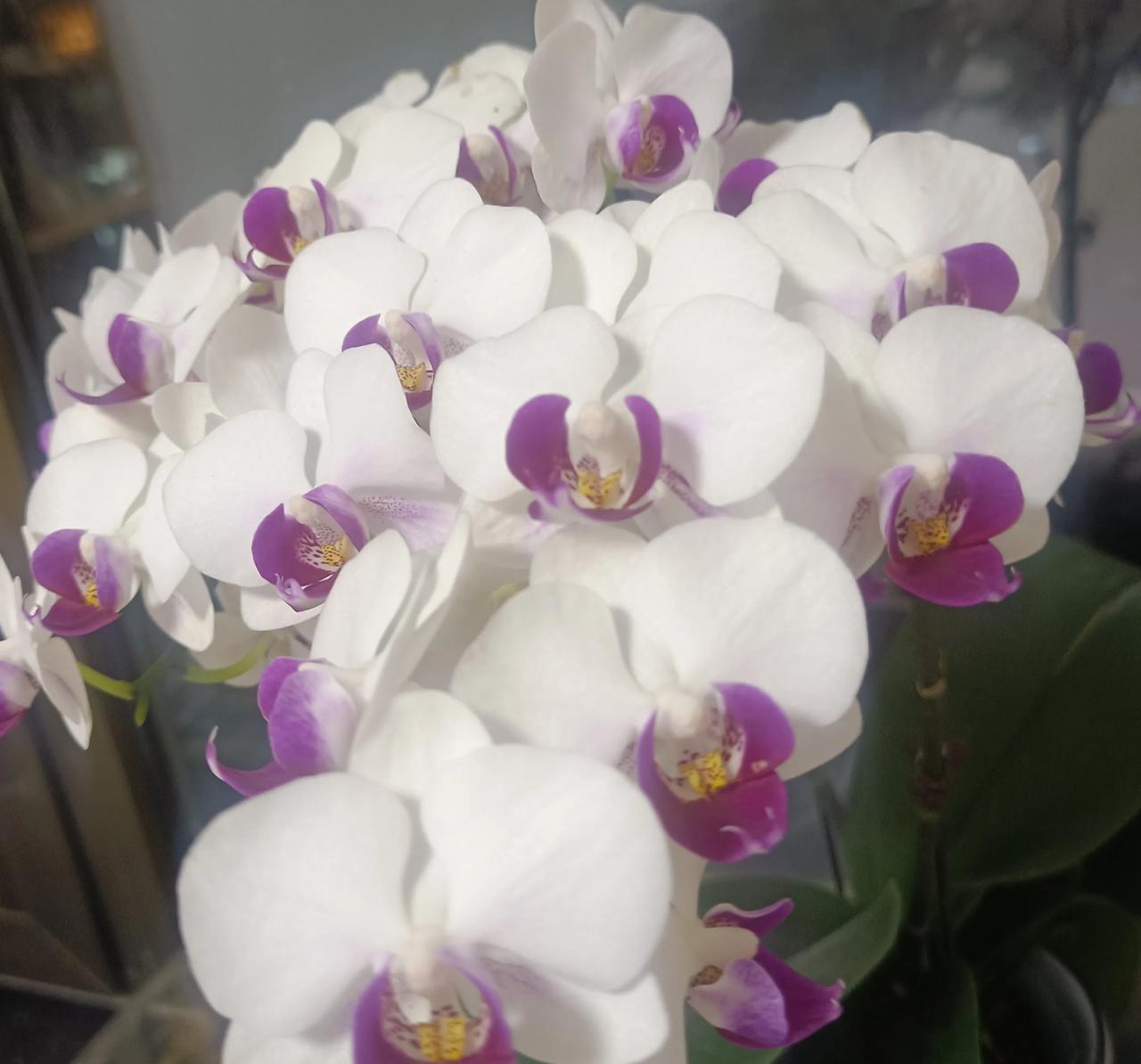 刘晓庆虽然创造了诸多奇迹，但晚年被骗显然也揭示出她自己的性格缺陷：1、太要强，一