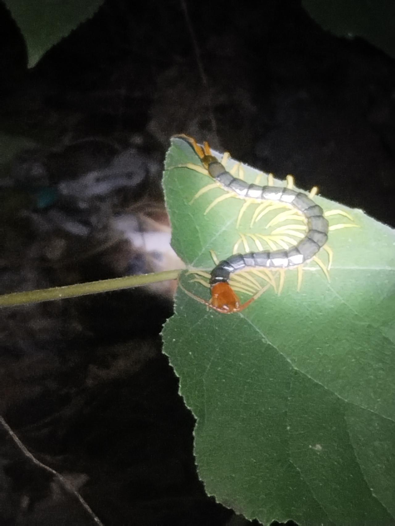 不怕粗茶淡饭 就怕压制的像鳖蛋[灵光一闪]  更更胜的是苍蝇指手画脚 批你衣衫不