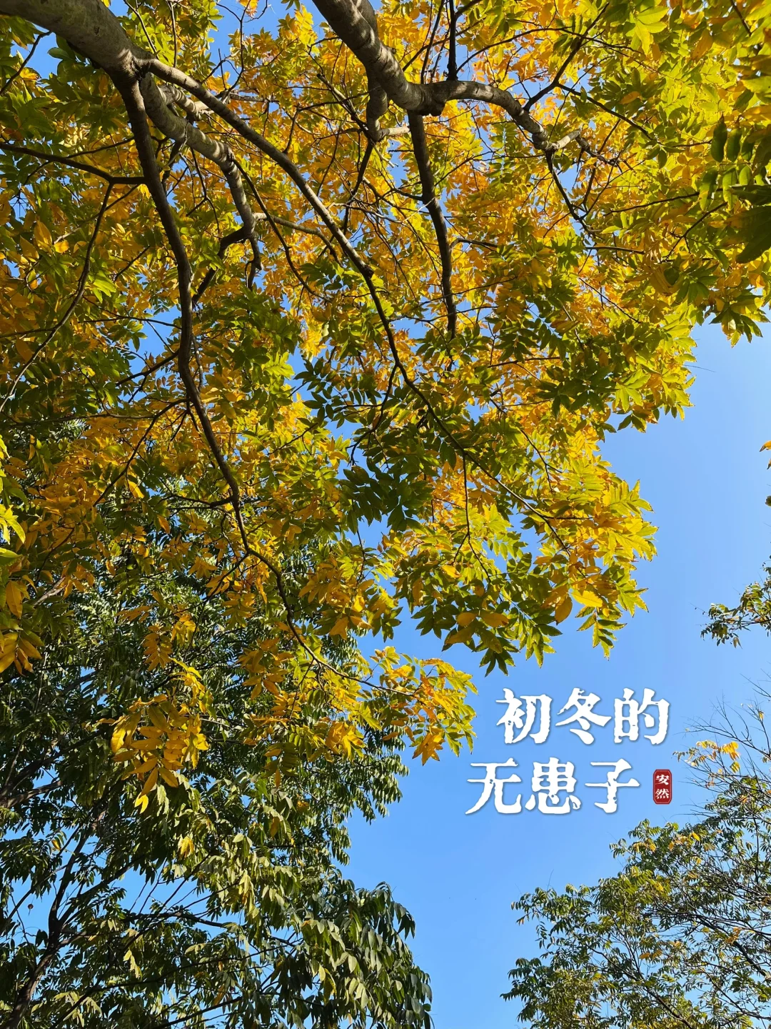 秋日限定｜牛岗山公园叶色渐黄的无患子