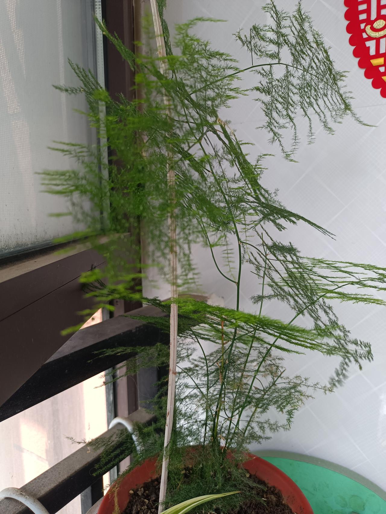养了七年的文竹，以前每到夏天就枯黄，只有根还活着，所以七年才长这么小一棵。只有今