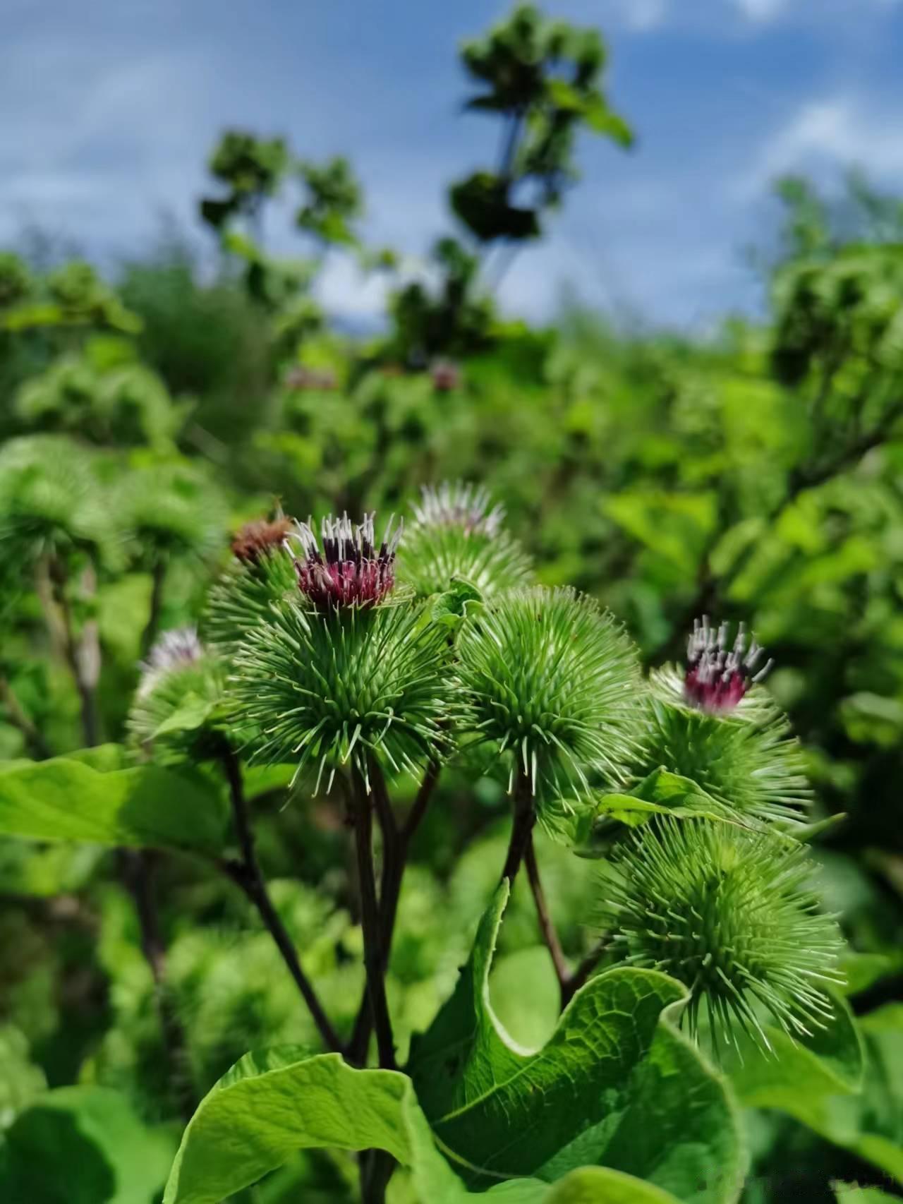 家门口小山上用手机拍的北大荒中药，我不会用手机拍照片，可惜它们这么好的颜值都给埋