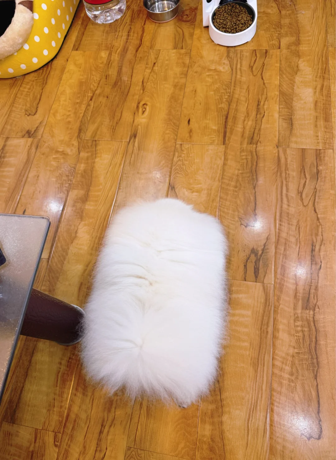 小狗睡成这样正常吗？