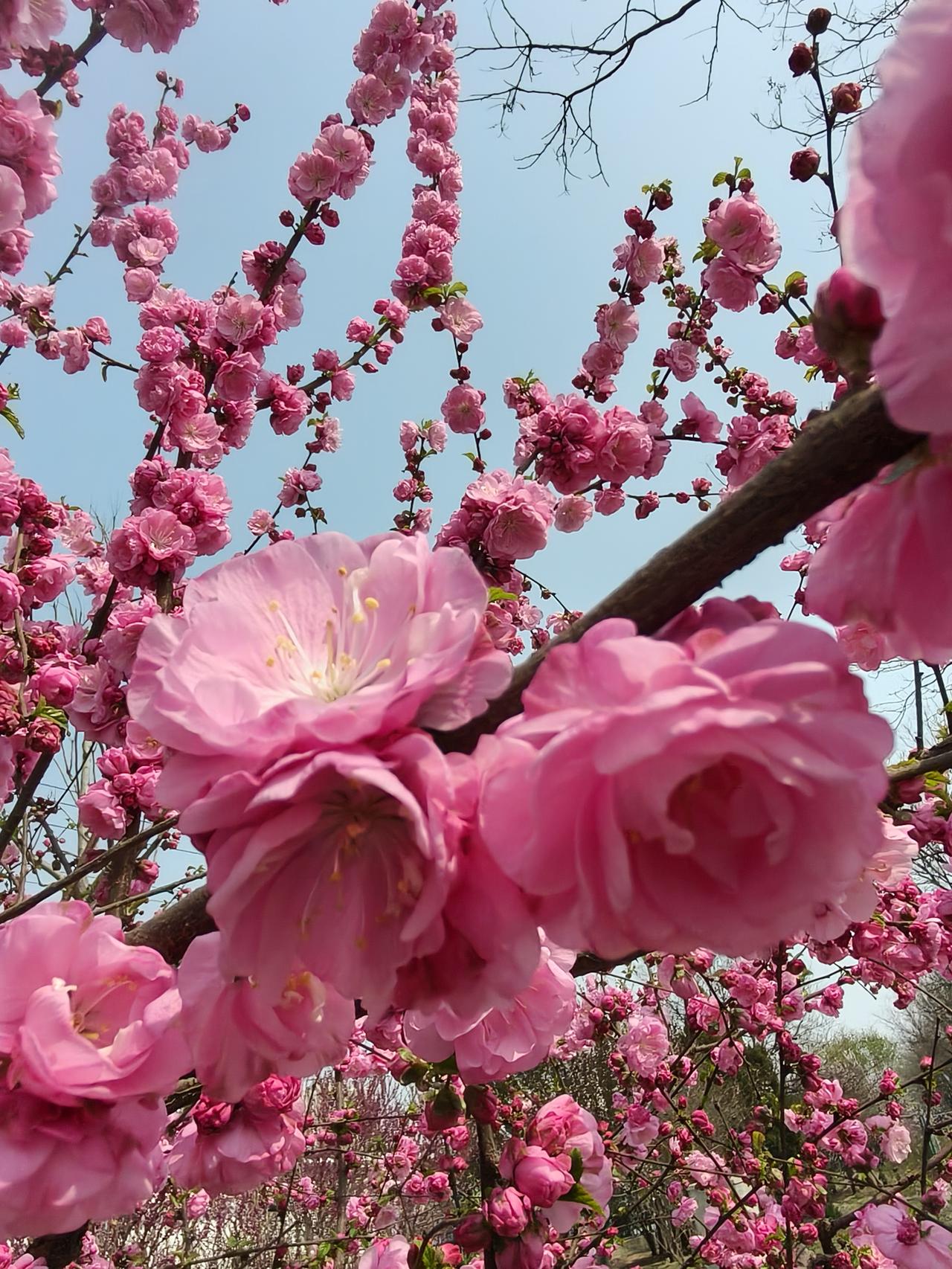 北京许多鲜花盛开了
今天去市场，看到路边的红梅盛开，丁香也竞相开放，远处的玉兰花