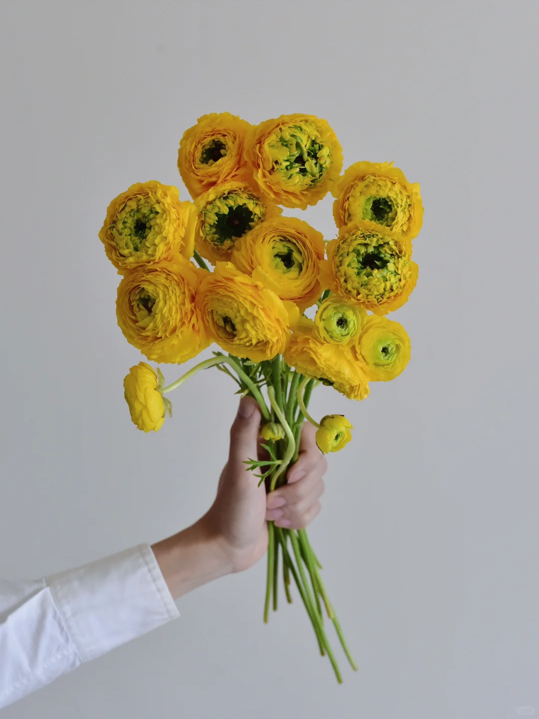 日本洋牡丹·Jirondo